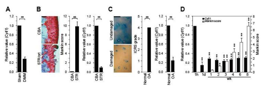 Down-regulation of Cytl1 expression in OA cartilage.