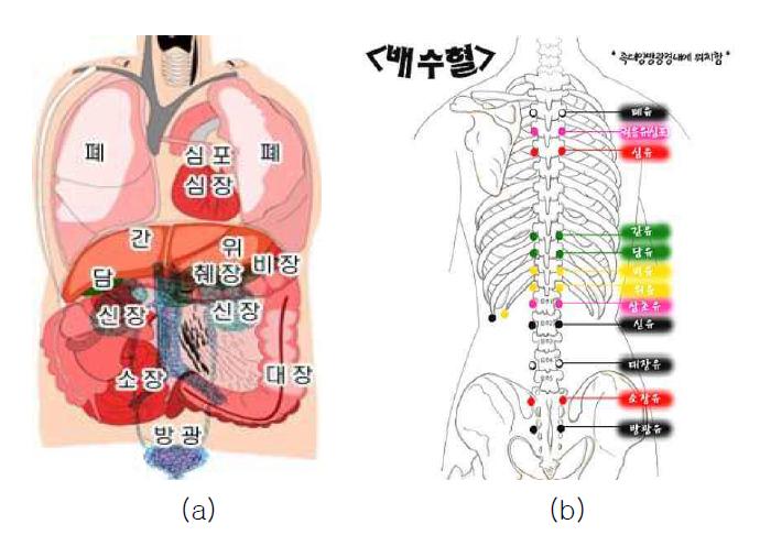 (a) 배수혈 자리 위치도 (b) 인체 장기 위치도 [폐유:BL13, 심유:BL15, 간유:BL18, 비유:BL20, 신유:BL23]