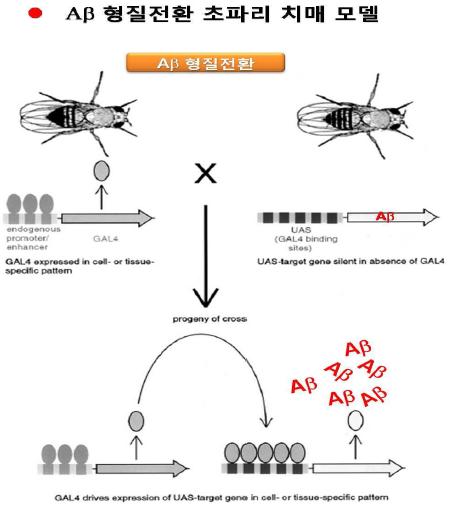 Aß42 형질전환 초파리 치매 모델