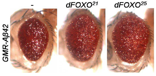 dFOXO 돌연변이에 의한 표현형 억제