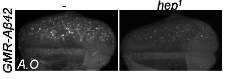 hep1에 의한 apoptosis 완화