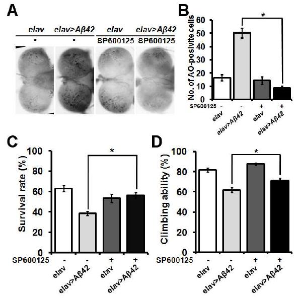 신경에서의 Aß42 표현형이 JNK inhibitor에 의한 억제