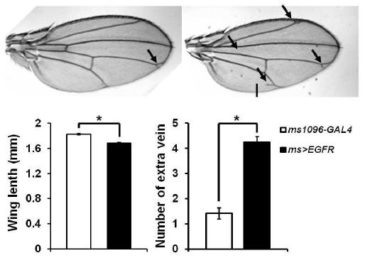 초파리 날개에서 EGFR 과발현의 표현형