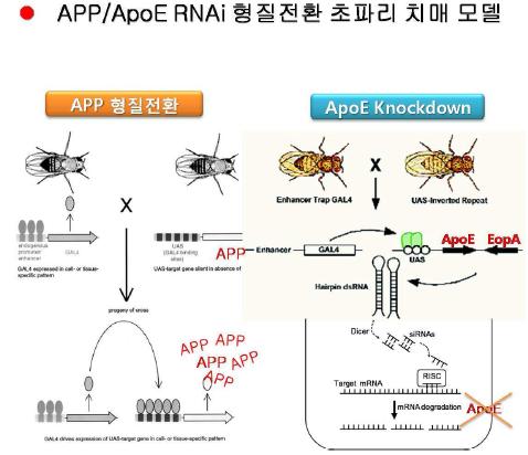 APP/ApoE RNAi 형질전환 초파리 치매 모델