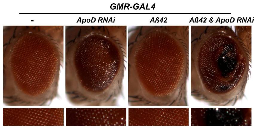 AD 모델 초파리의 눈 표현형이 ApoD knockdown에 의해 심화