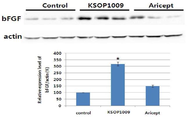 성장인자 bFGF 의 발현 변화
