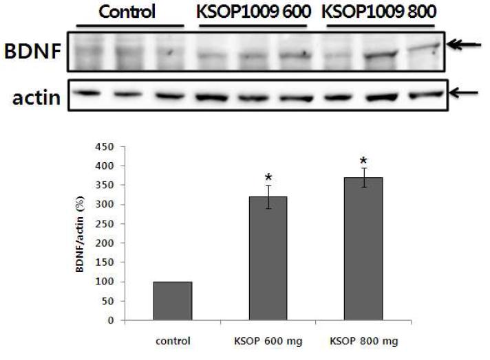 치매동물모델에서 KSOP1009에 의해 BDNF의 합성 증가