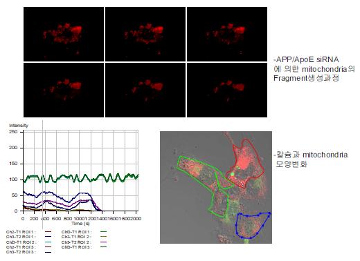 해마신경세포에서의 Aβ oligomer/ApoE siRNA를 처리시 미토콘드리아의 fragment 생성과 칼슘의 변화 상관관계