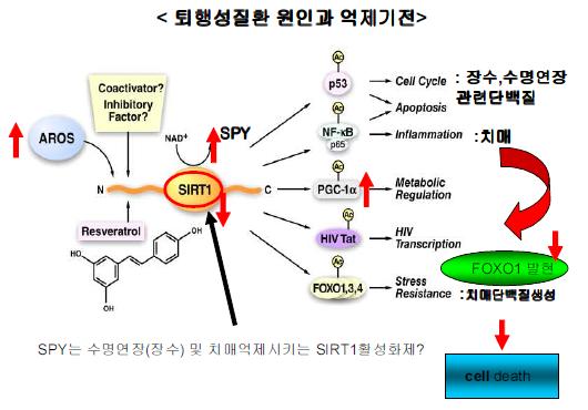 KSOP1009에 의한 신경사멸기전의 억제를 위한 예상 작용점