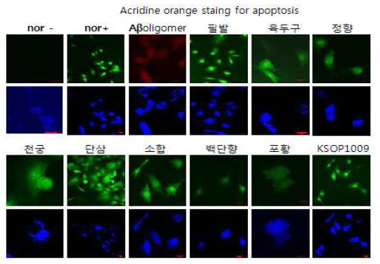 KSOP1009에 의해 세포사멸 시기에 대한 ACRIDINE ORANGE 염료 확인