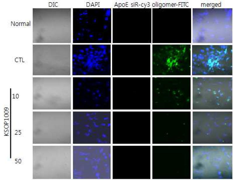 KSOP1009에 의해 oligomeric Aβ-FITC세포내 내포화 억제효과