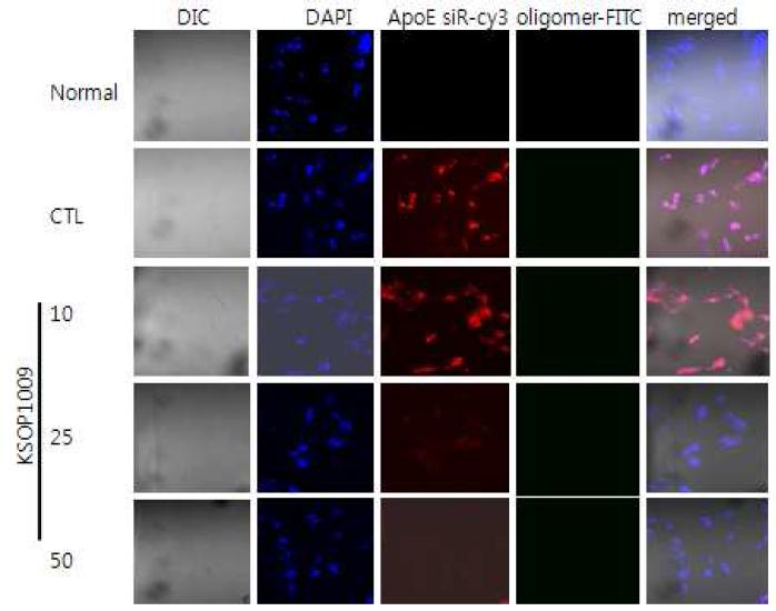 KSOP1009에 의해 ApoE siRNA세포내 독성억제효과