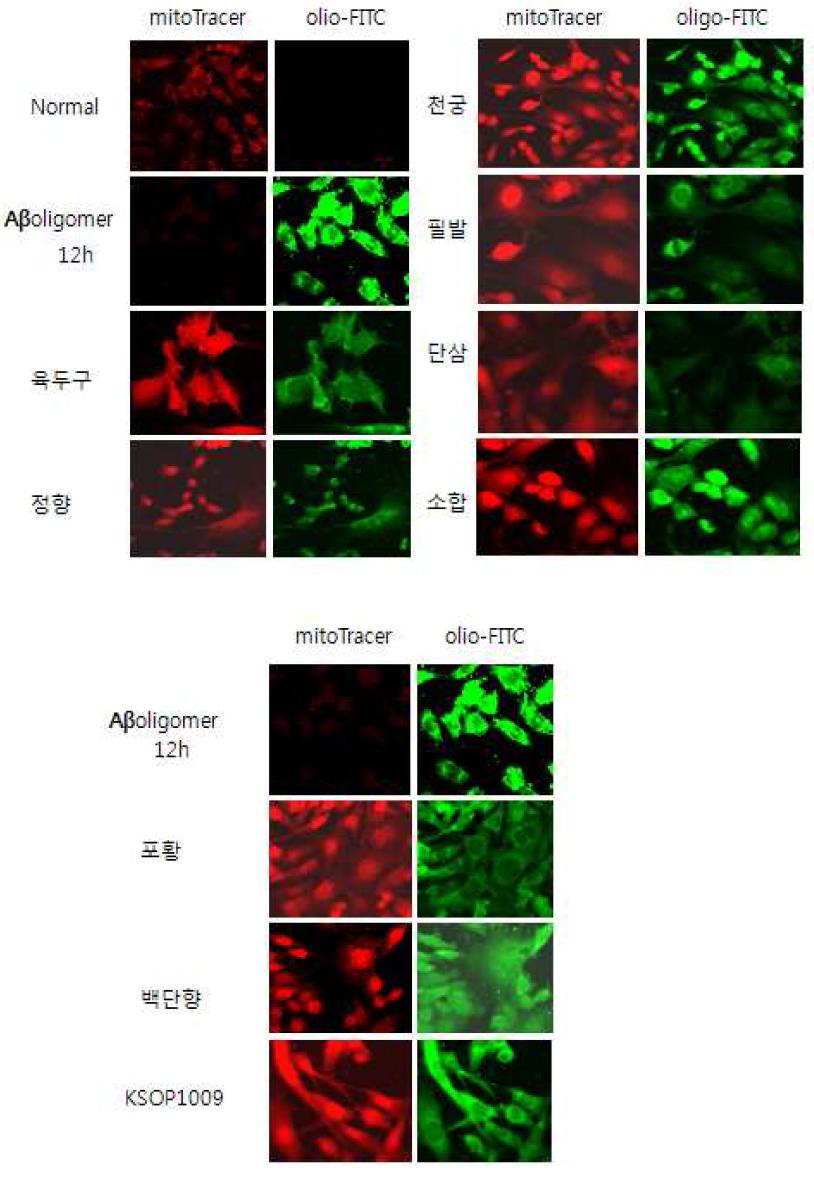 KSOP1009에 의해 oligomeric Aβ-FITC와 mitoDS-RED에 의한 상호적용