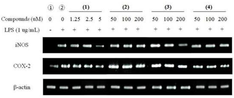 RT-PCR for anti-inflammatory effects with iNOS, and COX-2 mRNA expression in LPS-stimulated RAW 264.7 cells.