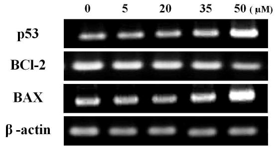 RT-PCR for anti-cancer effects on MCF-7 cells with treatment of falcarindiol