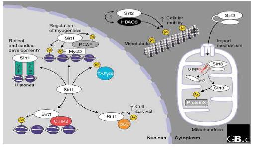 SIRTs에 의해 미토콘드리아와의 미세소관의 장애기전