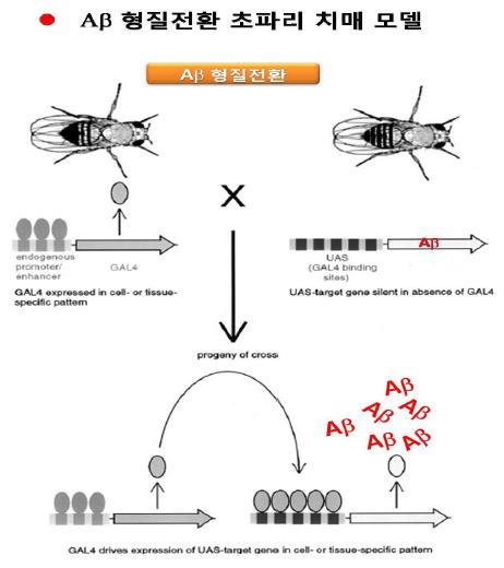 Aß42 형질전환 초파리 치매 모델