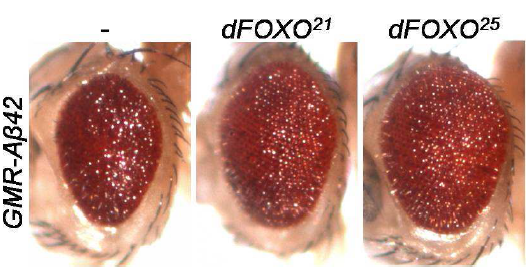 dFOXO 돌연변이에 의한 표현형 억제