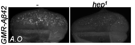 hep1에 의한 apoptosis 완화