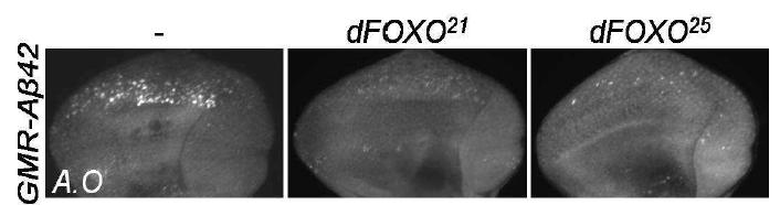 dFOXO 돌연변이에 의한 세포사멸 억제