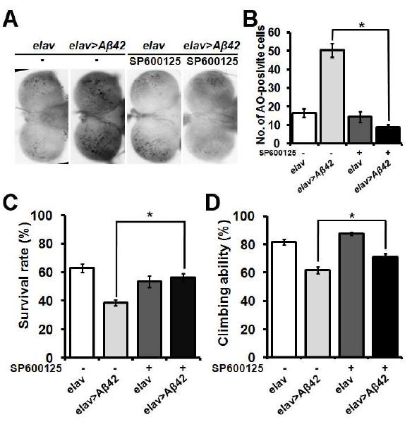 신경에서의 Aß42 표현형이 JNK inhibitor에 의한 억제