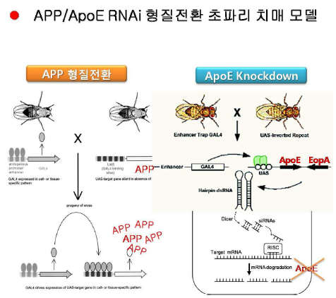 APP/ApoE RNAi 형질전환 초 파리 치매 모델