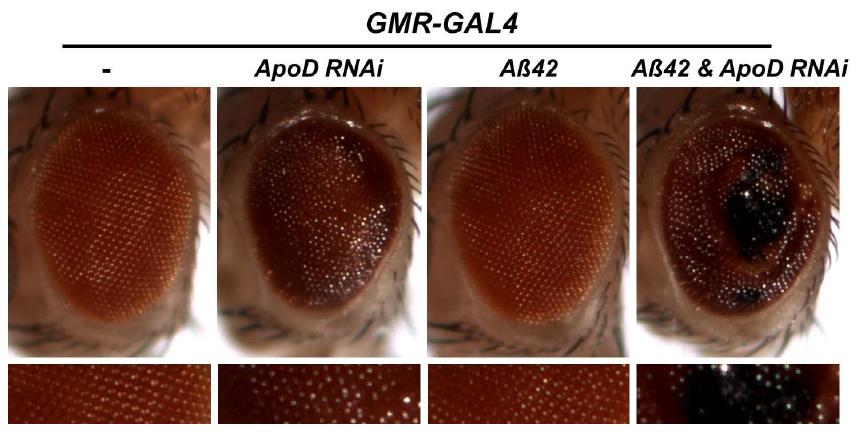 AD 모델 초파리의 눈 표현형이 ApoD knockdown에 의해 심화