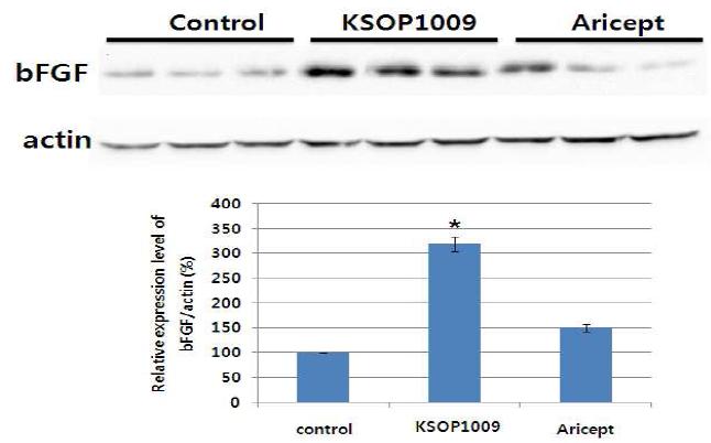 성장인자 bFGF 의 발현 변화