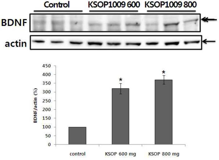 치매동물모델에서 KSOP1009에 의해 BDNF의 합성 증가