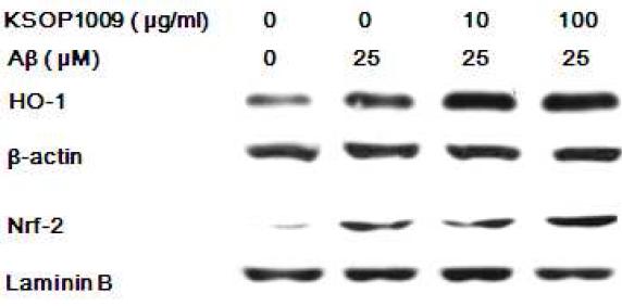 Effect of KSOP1009 on HO-1and Nrf-2 expression in Aβ1-42induced SH-SY5Y cells.