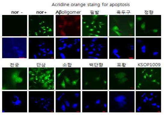 KSOP1009에 의해 세포사멸 시기에 대한 ACRIDINE ORANGE 염료 확인
