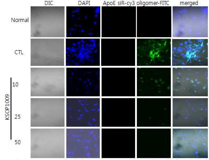 KSOP1009에 의해 oligomeric Aβ-FITC세포내 내포화 억제효과