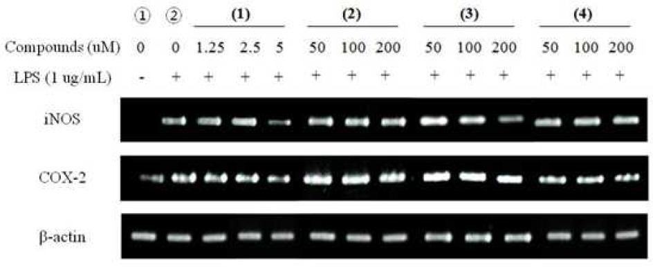 RT-PCR for anti-inflammatory effects with iNOS, and COX-2 mRNA expression in LPS-stimulated RAW 264.7 cells.