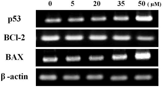 RT-PCR for anti-cancer effects on MCF-7 cells with treatment of falcarindiol