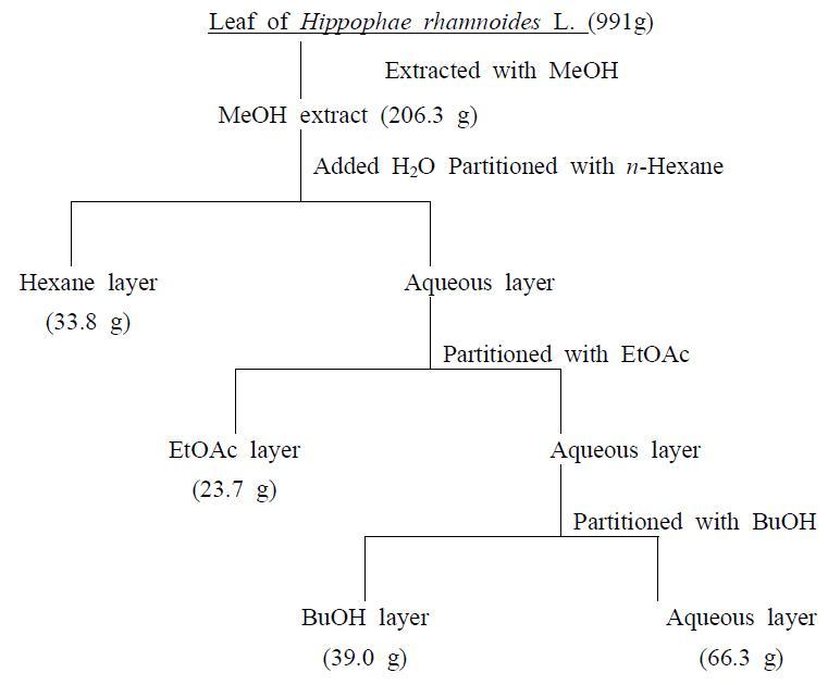 Scheme of solvent fractions procedure from the leaf extract of Hippophae rhamnoides.