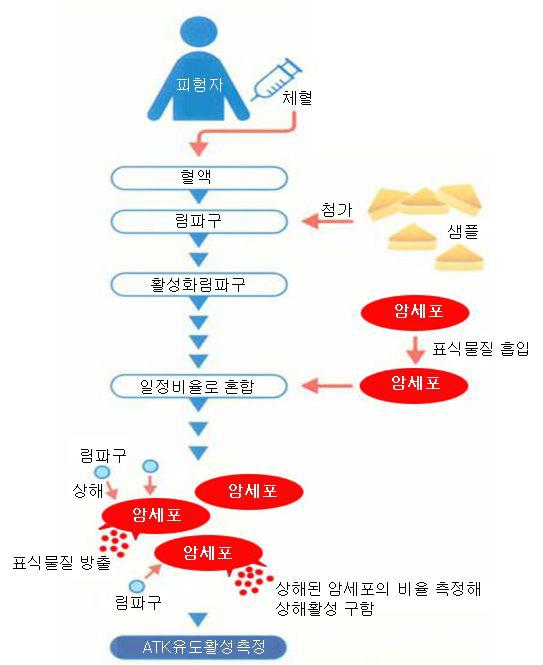 Scheme of autologous tumor-killing activity