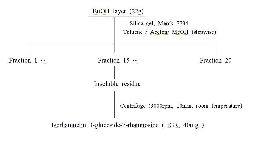 Scheme of the compound(IGR) isolation procedure from the BuOH layer of Hippophae rhamnoides L. leaves.