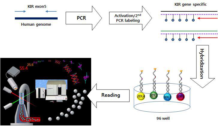 리퀴드 비드 어레이를 이용한 KIR 유전형 분석 방법의 모식도