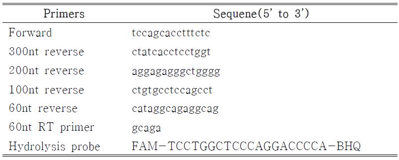 RT product의 길이에 따른 정량 PCR의 효율성 test에 사용한 primer 및 probe의 sequence