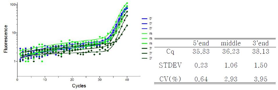 RT product의 위치에 따른 정량 PCR의 효율성 test