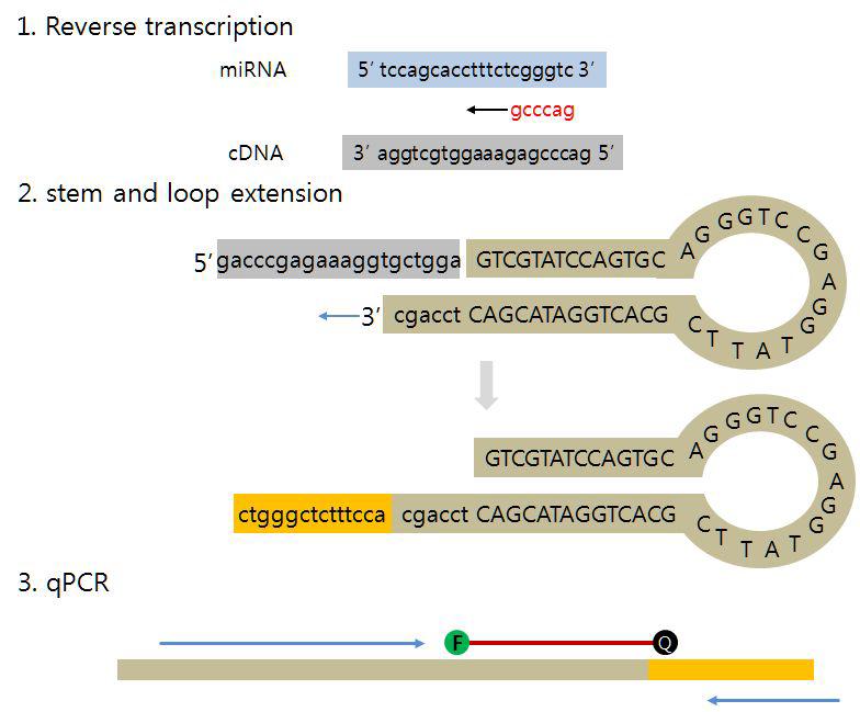 miRNA의 SLAM(stem and loop amplification method) 모식도
