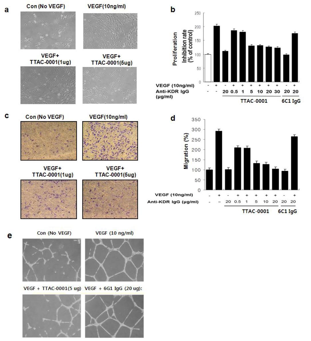 혈관신생에 있어서 TTAC-0001의 효과 (in vitro)