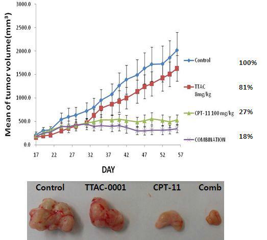 Colo205 대장암 이종이식 모델에서 TTAC-0001과 CPT-11 병합요법의 종양 증식 억제 효과