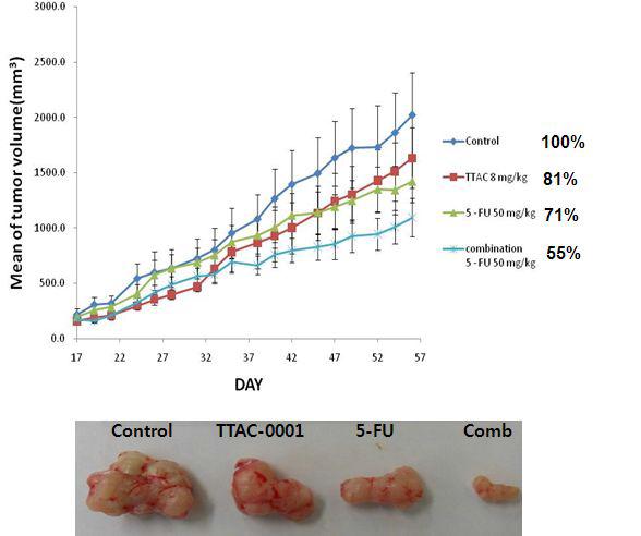Colo205 대장암 이종이식모델에서 TTAC-0001과 5-FU 병합요법의 종양증식 억제 효과