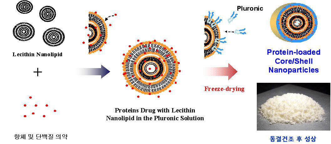 Core/Shell Nanoparticle with Lecithin lipid cores for protein drug Delivery