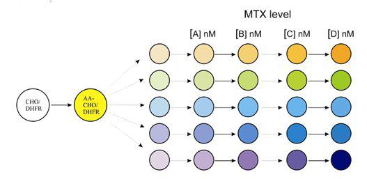 MTX의 농도를 단계별로 향상시켜 저항성이 높은 clone을 선별하는 DHFR 유전자 증폭시스템에 대한 개략도