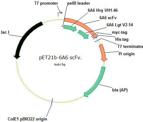 TTAC-0001/pET21b 발현벡터 시스템 (Expression vector system)