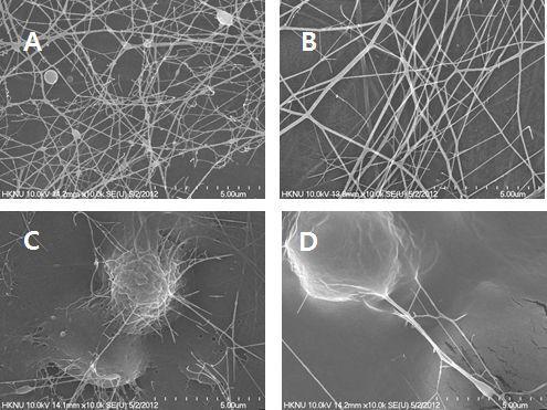 보습제 첨가에 따른 방사섬유의 SEM 이미지. A:HA, B: PG, C: BG, D: glycerin.