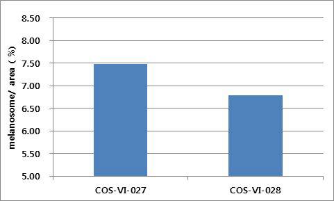 COS-VI-027, COS-VI-028을 처리한 각 조직단면의 멜라노좀 영역