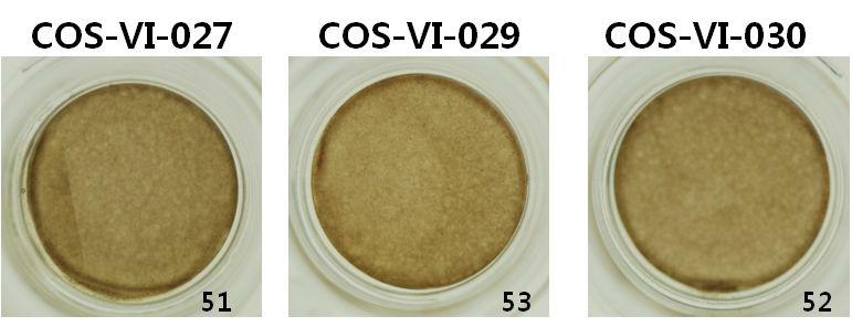 COS-VI-027, COS-VI-029, COS-VI-030을 처리한 각각의 조직표면의사진 (Day 14)